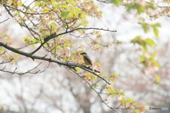 撮って出し(2025-04-27_07-26)-(Canon EOS 60D-2