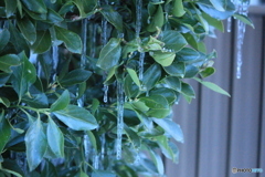 撮って出し(2025-02-23_07-06)-(Canon EOS 60D-5