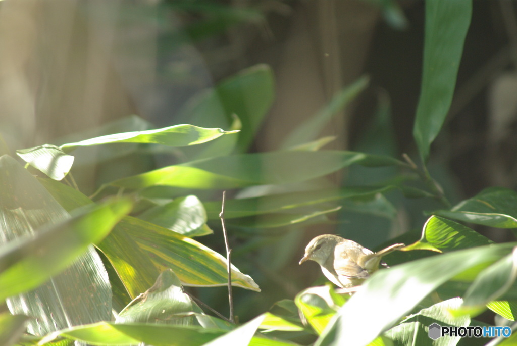 撮って出し(2025-10-30_10-58)-(PENTAX K10D-300