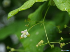 撮って出し(2024-05-27_14-39)-(E-M5-150(OLYMPU