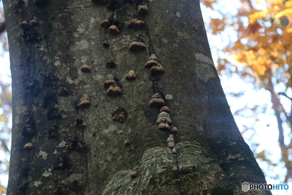 撮って出し(2025-11-04_08-16)-(Canon EOS 6D-13