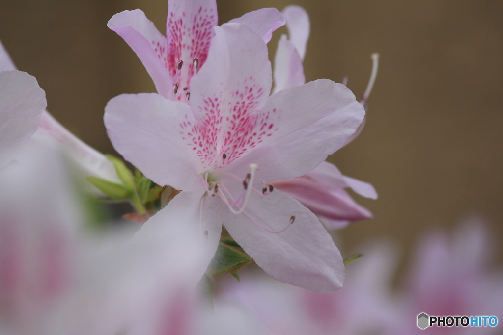 撮って出し(2024-05-12_09-44)-(Canon EOS 60D-2
