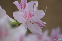 撮って出し(2024-05-12_09-44)-(Canon EOS 60D-2