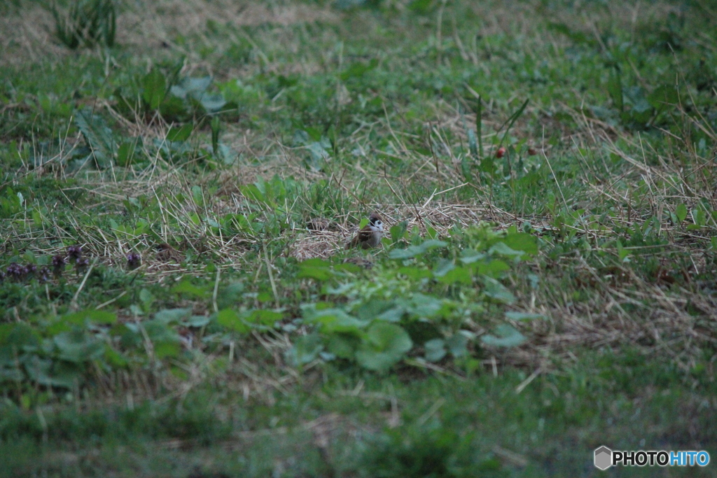撮って出し(2025-04-20_05-17)-(Canon EOS 60D-2