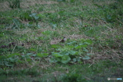 撮って出し(2025-04-20_05-17)-(Canon EOS 60D-2