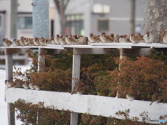 撮って出し(2025-02-18_09-09)-(E-M5-150(OLYMPU