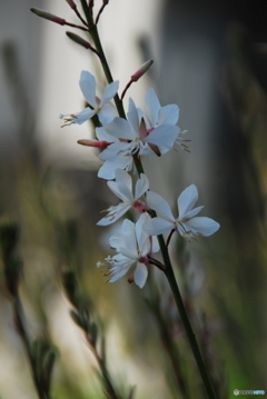 撮って出し(2025-06-13_14-34)-(NIKON D200-250(