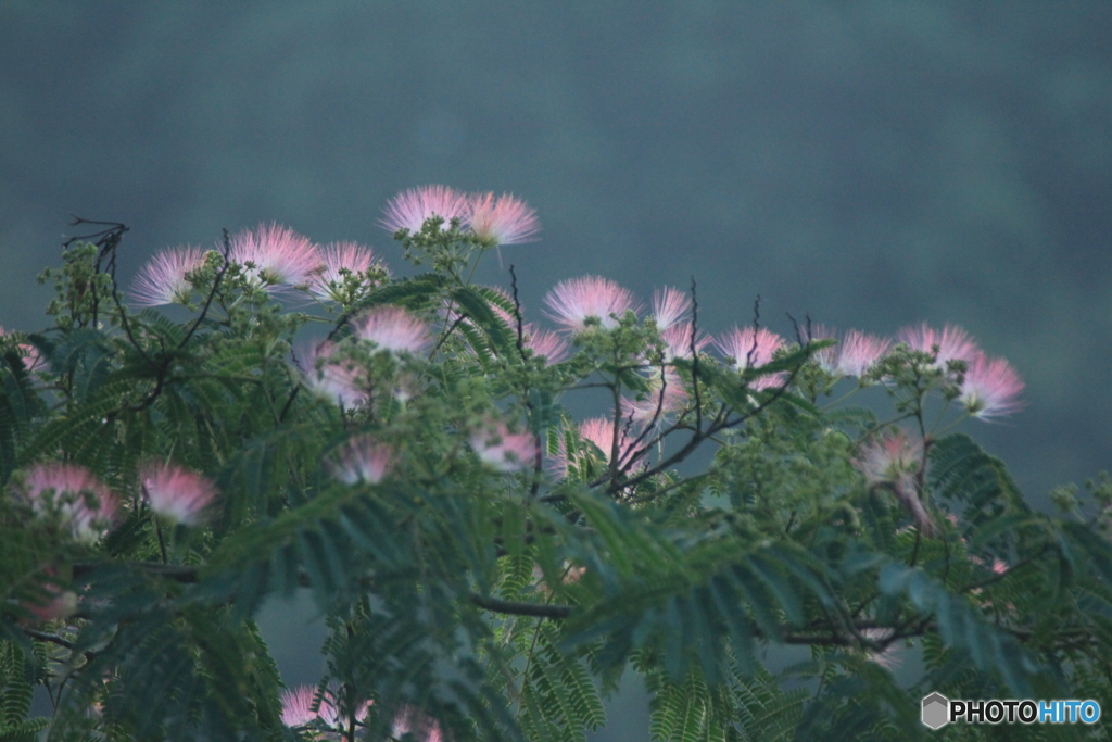 撮って出し(2025-07-08_05-08)-(Canon EOS 60D-3
