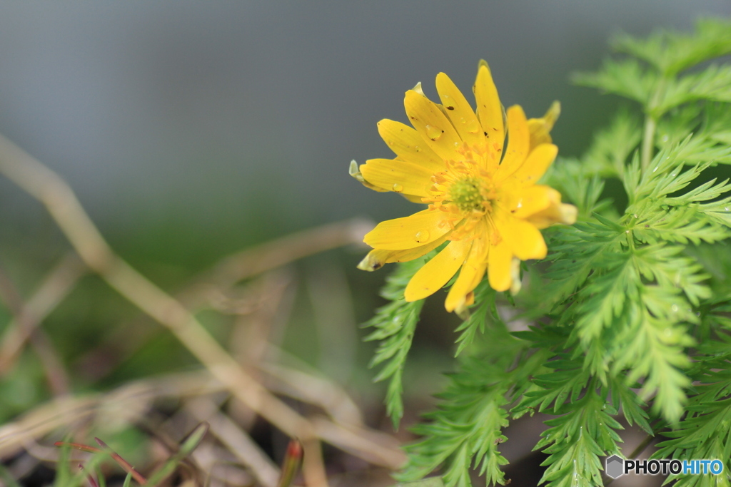 撮って出し(2025-04-06_09-03)-(Canon EOS 60D-9