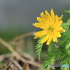 撮って出し(2025-04-06_09-03)-(Canon EOS 60D-9