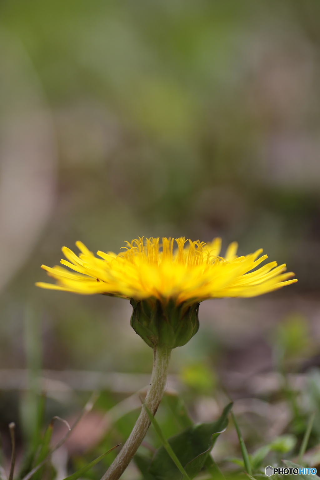 撮って出し(2024-04-18_11-45)-(Canon EOS 6D-90