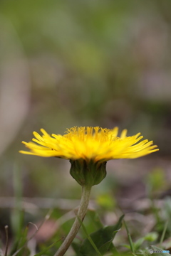 撮って出し(2024-04-18_11-45)-(Canon EOS 6D-90