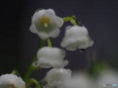 撮って出し(2025-05-21_10-12)-(E-M5-0())_03