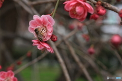 撮って出し(2025-04-06_09-47)-(Canon EOS 60D-9