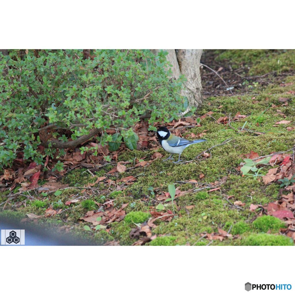 撮って出し(2023-11-26_07-17)-250-EF-S55-250mm