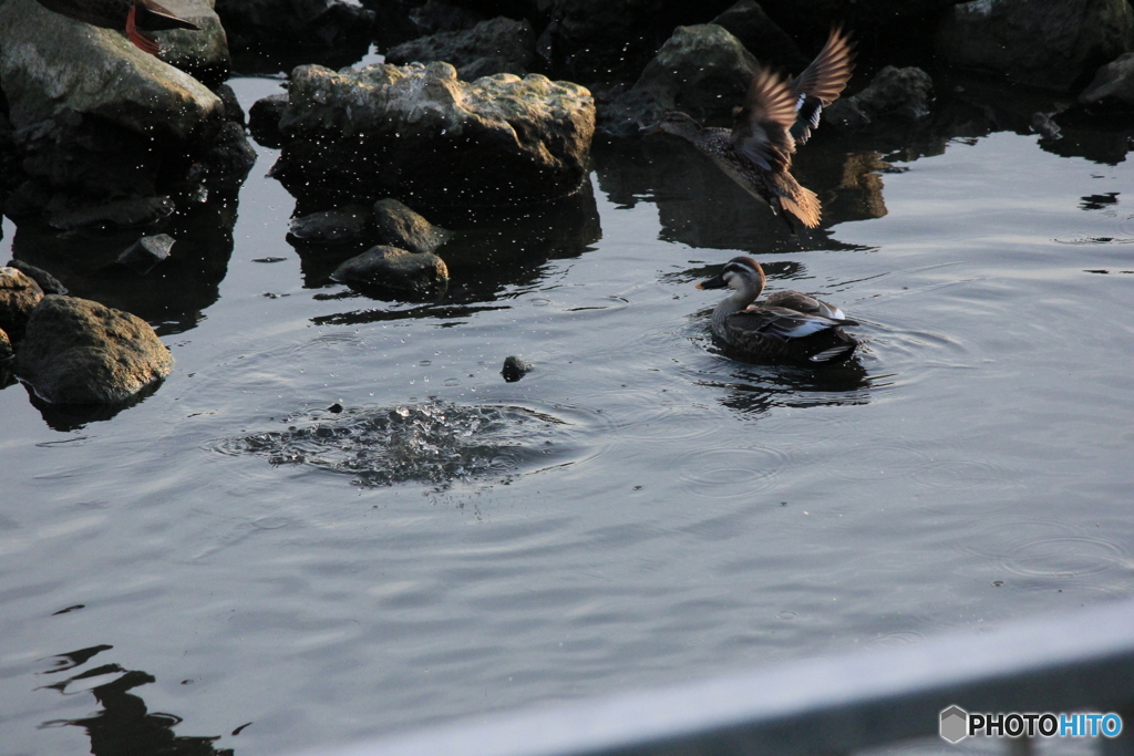 撮って出し(2024-04-23_17-49)-(Canon EOS 60D-2