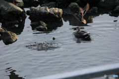 撮って出し(2024-04-23_17-49)-(Canon EOS 60D-2