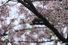 撮って出し(2025-04-24_08-29)-(Canon EOS 60D-2