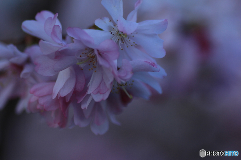 撮って出し(2025-03-31_06-36)-(Canon EOS 60D-9