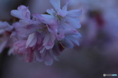 撮って出し(2025-03-31_06-36)-(Canon EOS 60D-9