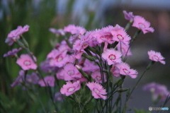 撮って出し(2025-06-05_18-39)-(Canon EOS 60D-2