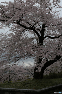 撮って出し(2024-04-17_09-22)-(Canon EOS 6D-50