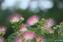 撮って出し(2025-07-08_06-39)-(Canon EOS 60D-3