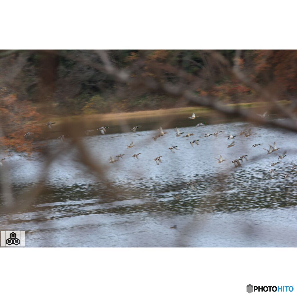 撮って出し(2023-11-26_08-22)-146-EF-S55-250mm