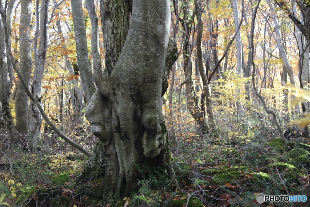 撮って出し(2025-11-04_09-52)-(Canon EOS 6D-75