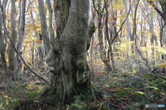 撮って出し(2025-11-04_09-52)-(Canon EOS 6D-75