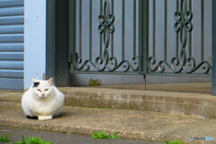 撮って出し-Canon PowerShot SX280 HS-36.3-41_0