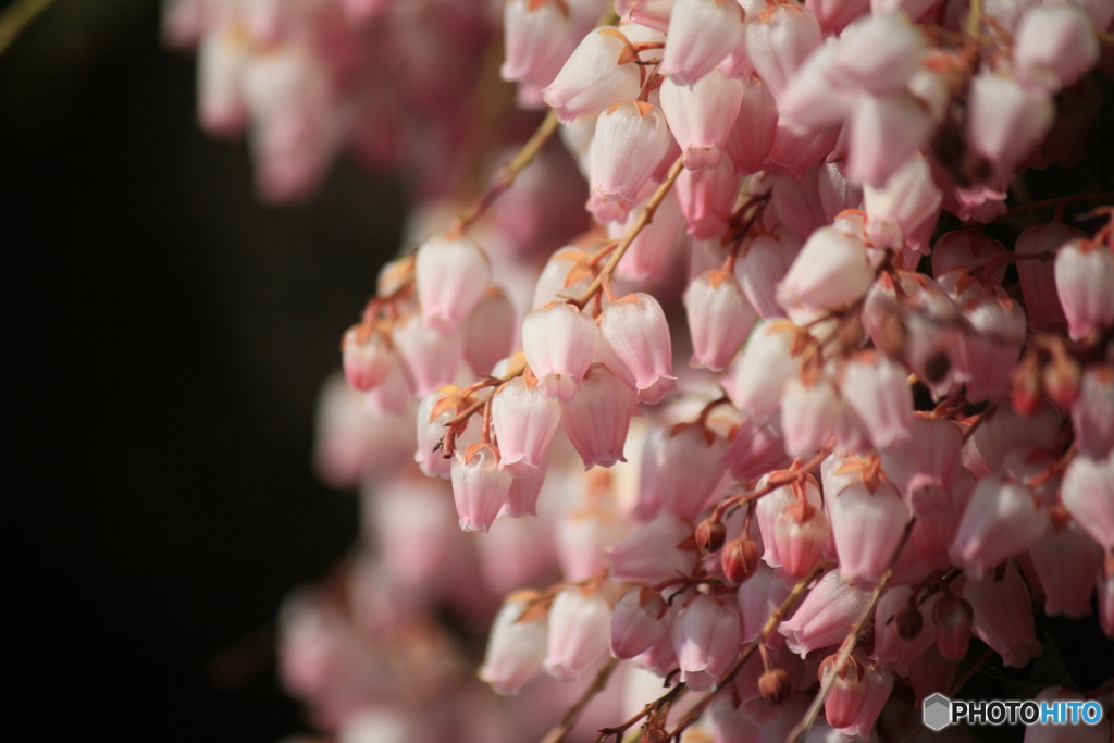 撮って出し(2025-04-07_09-24)-(Canon EOS 60D-2