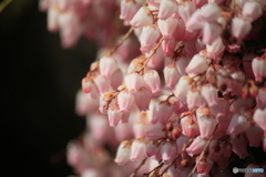 撮って出し(2025-04-07_09-24)-(Canon EOS 60D-2