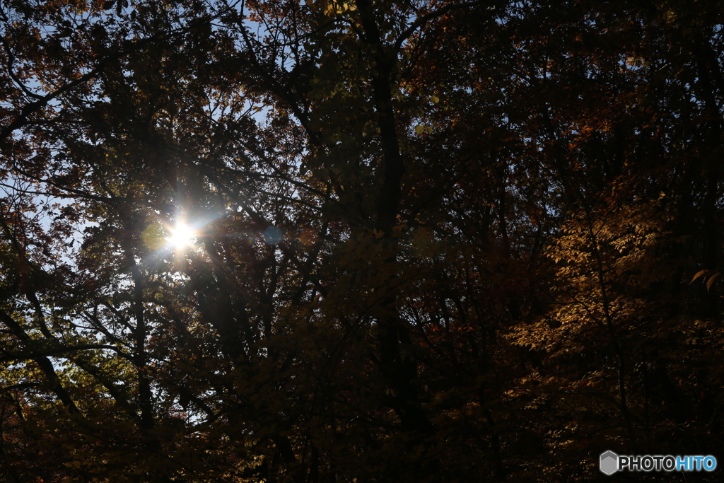 撮って出し(2025-11-04_08-34)-(Canon EOS 6D-38