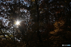 撮って出し(2025-11-04_08-34)-(Canon EOS 6D-38