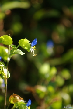 撮って出し(2025-09-28_10-00)-(PENTAX K10D-300
