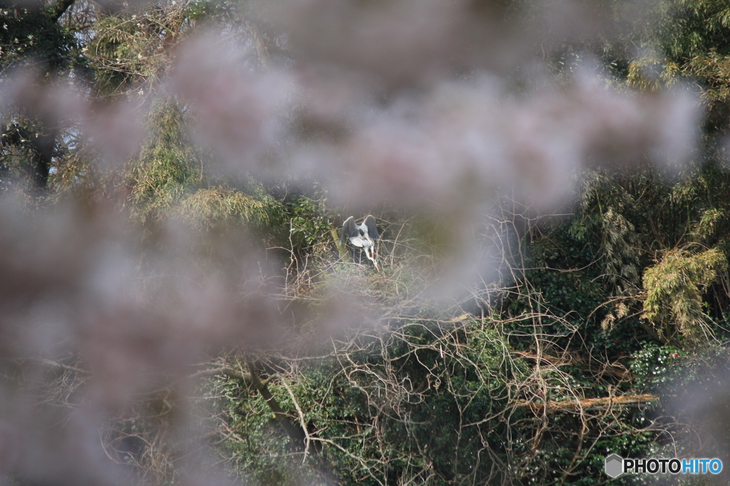 撮って出し(2025-04-19_09-59)-(Canon EOS 60D-2