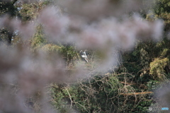 撮って出し(2025-04-19_09-59)-(Canon EOS 60D-2