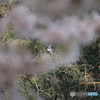 撮って出し(2025-04-19_09-59)-(Canon EOS 60D-2