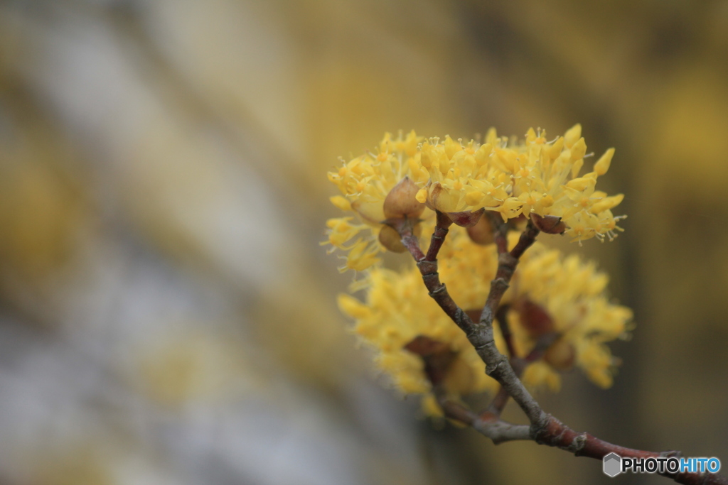 撮って出し(2025-04-07_09-48)-(Canon EOS 60D-2