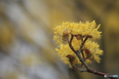 撮って出し(2025-04-07_09-48)-(Canon EOS 60D-2