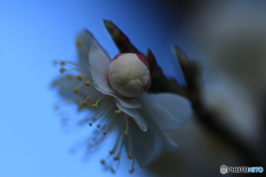 撮って出し(2025-03-31_06-33)-(Canon EOS 60D-9
