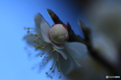 撮って出し(2025-03-31_06-33)-(Canon EOS 60D-9