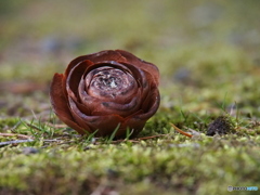 撮って出し(2025-03-21_16-21)-(E-M5-150(OLYMPU