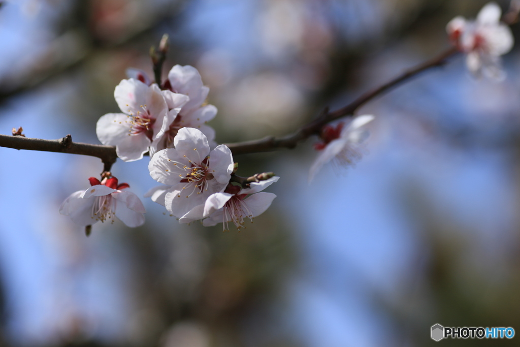 撮って出し(2024-04-08_10-56)-(Canon EOS 6D-90