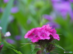 撮って出し(2025-06-01_17-41)-(E-M5-150(OLYMPU