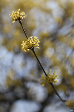 撮って出し(2025-04-07_12-06)-(Canon EOS 6D-90