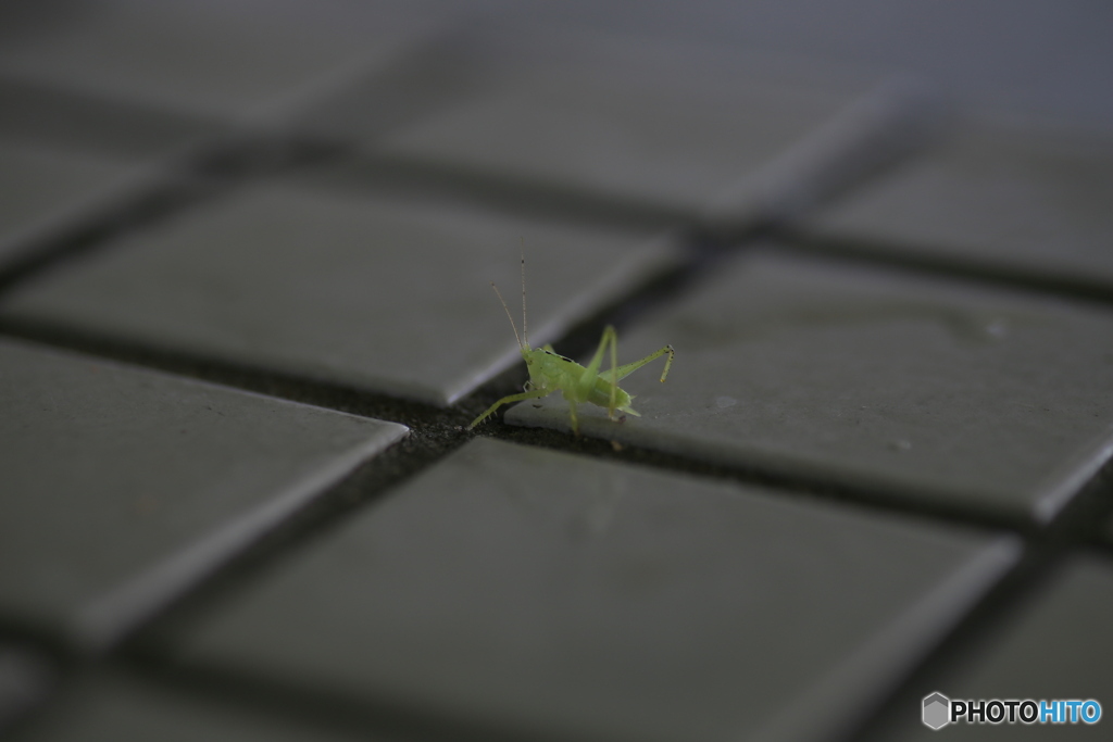 撮って出し(2025-07-11_08-18)-(Canon EOS 6D-90