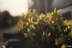 撮って出し(2024-04-10_17-03)-(Canon EOS 6D-90