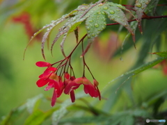 撮って出し(2024-05-27_14-06)-(E-M5-150(OLYMPU